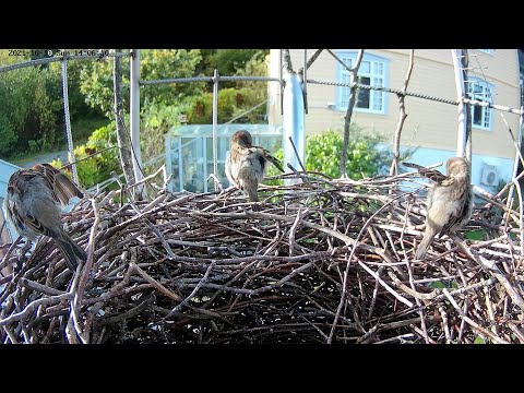 211021 magpie nest, small visitors