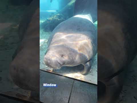 Les échecs les plus hilarants des animaux de compagnie en octobre !