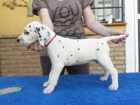 Camada B Dálmatas JUMALPA - Jumalpa Dal Baasima