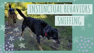 Do you give your Dog Opportunities to Sniff?