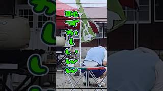 めっちゃドヤってたのにww　 #shorts #健山 #大道芸 #entertainment #長野県