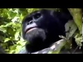 Spirit of the Rainforest (David Arkenstone) - The Hidden Temple