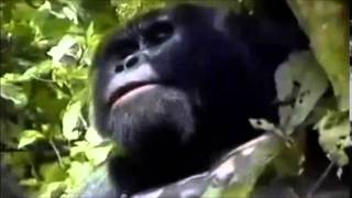 Spirit of the Rainforest (David Arkenstone) - The Hidden Temple