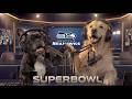 These Dogs Just Broke Down The Super Bowl Better Than ESPN