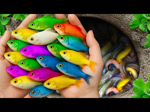 The incredible catch colorful aquarium fish in small pond: nemo fish, eel, baby turtle, spider, frog