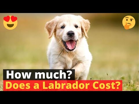 image-How much do Labrador puppies cost?