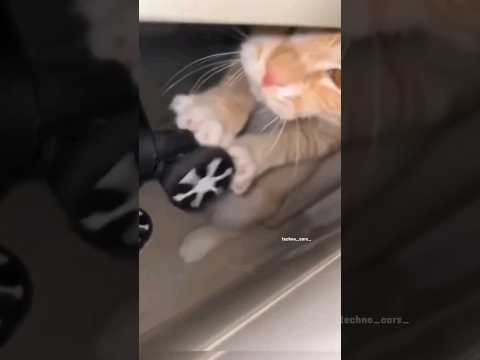 Salam 1996 || #cat #respect