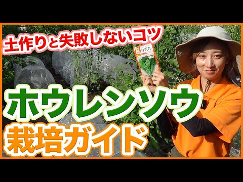 園芸 忍耐、スイバほうれん草、永遠のほうれん草