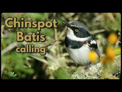 CHINSPOT BATIS calls