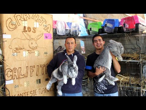 Visiting LOS CALIFITAS Farm (Quality in Flemish Giant and Harlequin)