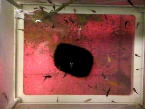 Alevin D'1Jour A 2 Semaines (Guppy Molly Platy)