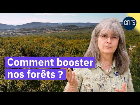 Les arbres du futur | Reportage CNRS
