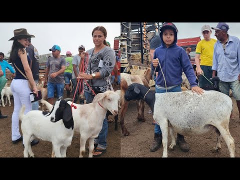 João Alfredo PE Goat and Pig Fair 12/01/2026 Only the Best