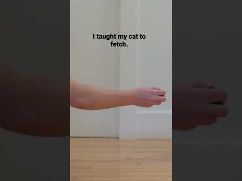 I taught my cat to fetch 🐈‍⬛ 🎾