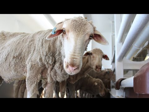 Farmers ‘rightly outraged’ at Labor’s live sheep export ban