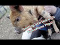 Kunekune Pigs Everything To Consider