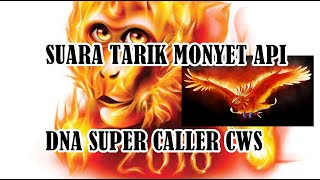 Download lagu SUARA PANGGIL Suara Tarik Monyet Api 2016 DNA SuperCaller Centra Walet Sulawesi 2020 mp3 Download lagu SUARA PANGGIL Suara Tarik Monyet Api 2016 DNA SuperCaller Centra Walet Sulawesi 2020 mp3