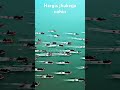 Pushpa Raj Hargis Jhukega Nahin Movivation Viralshorts