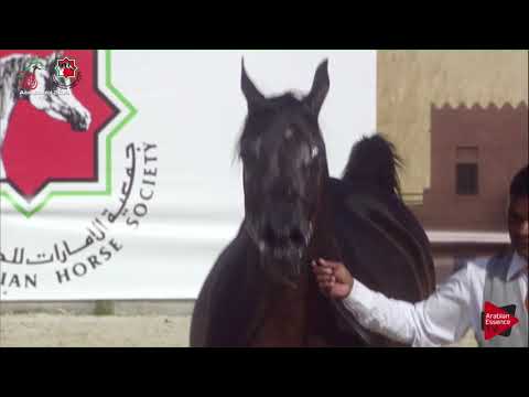 N 615 ARABIAN SAND   UAE Nationals 2019