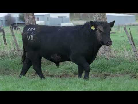 Lot 41  SEVEN HILLS V114 PV