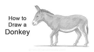 How To Draw a Donkey