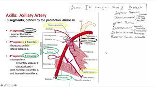 Axillary Artery Branches 