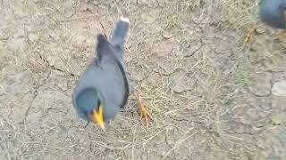 Download lagu anak burung jalak kebo umur 1.bulan mp3