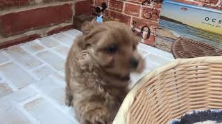 ハーフ犬の動画01