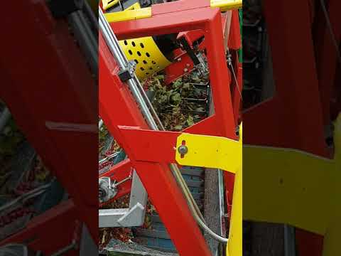 Arek-3 in action with redcurrant