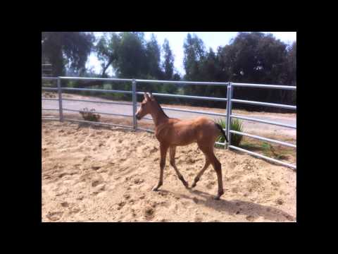 Buckskin Andalusian pura raza espanol