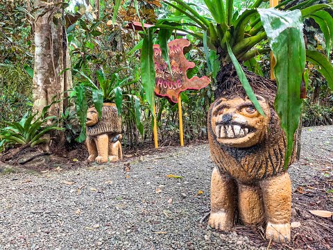 Утро на карибском побережье