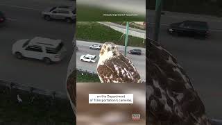 Red-Tailed Hawk Has a Bird&#39;s Eye View of Minneapolis Traffic #shorts