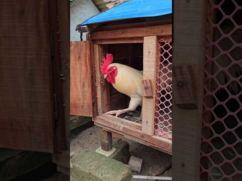 Releasing the chickens in the morning #chicken #rooster #chickenlover #pet