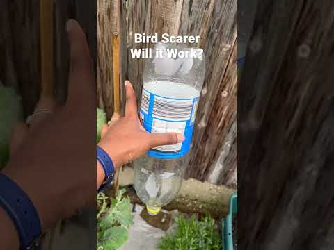 Fighting Back | DIY Bird Scarer #gardening #organic