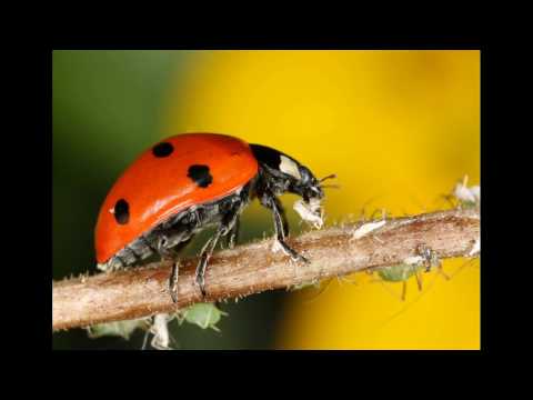 Lucky Ladybug by Jackie Dennis (1958)