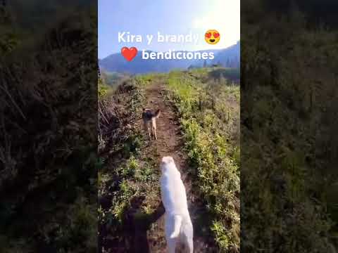 Los invito a adoptar es una gran bendición y alegría 💪👏🇨🇴😍❤️