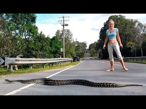 Unbelievable Wild Animal Encounters Caught On Camera