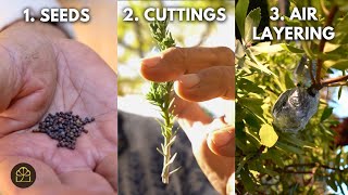 Bonsai 101 - Chapter 15: 3 Proven Ways to Propagate Bonsai Trees (Seeds, Cuttings & Air Layering)