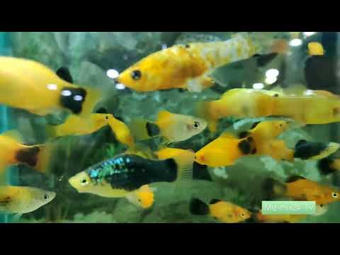 Unaizah Best Pet Shop🐠