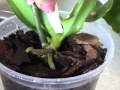 Что делать если вода попала в основание орхидеи 