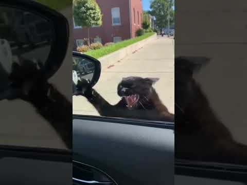 Angry Black Cat Loses Its Catch After Car Horn–Funniest Wildlife Moment Ever! 🐦🐈#aivideo #cat #funny