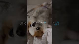 今日のお迎えは？ #チワワ #犬のいる暮らし #癒し #可愛い