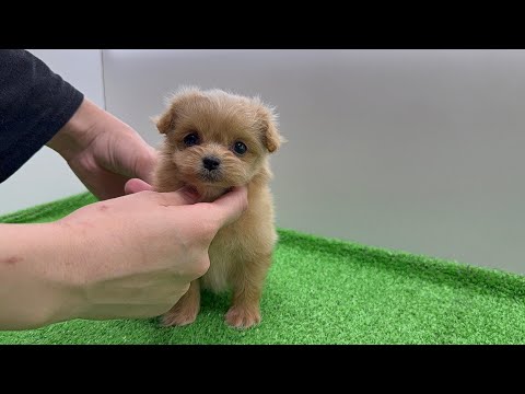 YouTube動画のサムネイル