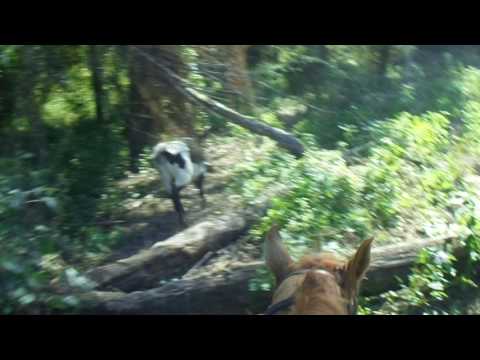 "Nala" and "Buck" gathering lose cattle