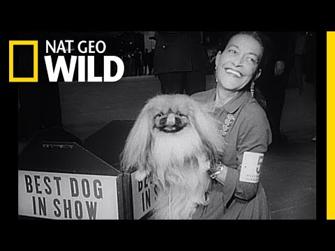 A Brief History of Dogs | Nat Geo Wild