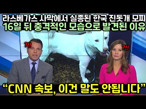 [유튜브] 한국 진돗개 모찌가 16일 뒤 충격적인 모습으로 발견되자 전세계가 경악한 이유