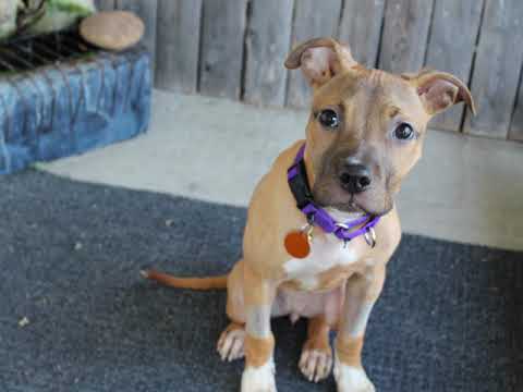 Nikki, an adoptable Pit Bull Terrier in Baltimore, MD_image-1