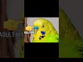 budgie male or female difference #budgies #shorts #male #female