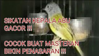 Download lagu SUARA BURUNG SIKATAN KEPALA ABU mp3 Download lagu SUARA BURUNG SIKATAN KEPALA ABU mp3