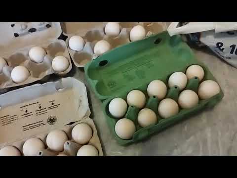 Swedish Flower (Skånsk Blommehöna), Ayam Cemani Black Tongue Hatching Eggs Box Unpacking & Sleeves